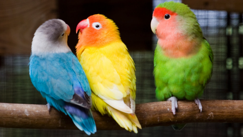 Les causes des comportements adultères